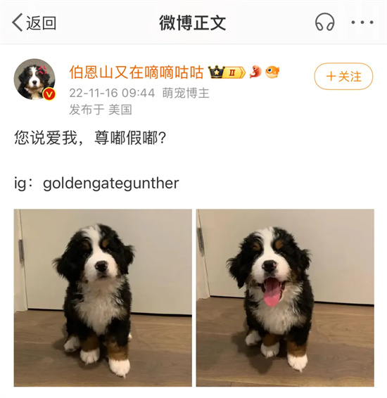 尊嘟假嘟是什么梗