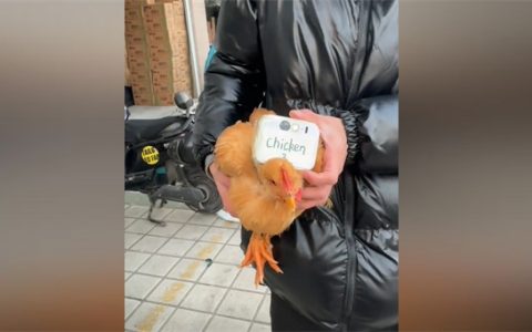 Chicken 3是什么意思 - 文章缩略图
