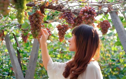 何时葡萄先熟透你要静候再静候是什么意思 - 文章缩略图